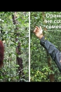 Книга Орангутан: не создан для семейной жизни