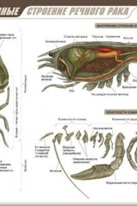 Книга Класс Ракообразные. Строение речного рака. Таблица