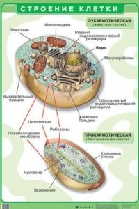 Книга Строение клетки. Таблица