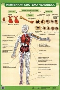 Книга Иммунная система человека. Таблица